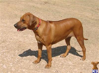 Great puppies to come